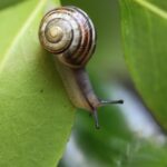 Snail 7978955