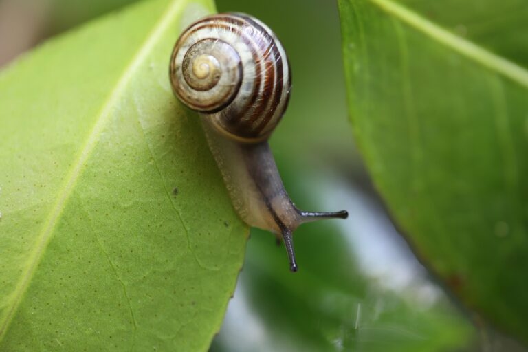 Snail 7978955